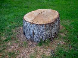 Palmetto, FL Tree Removal Pros